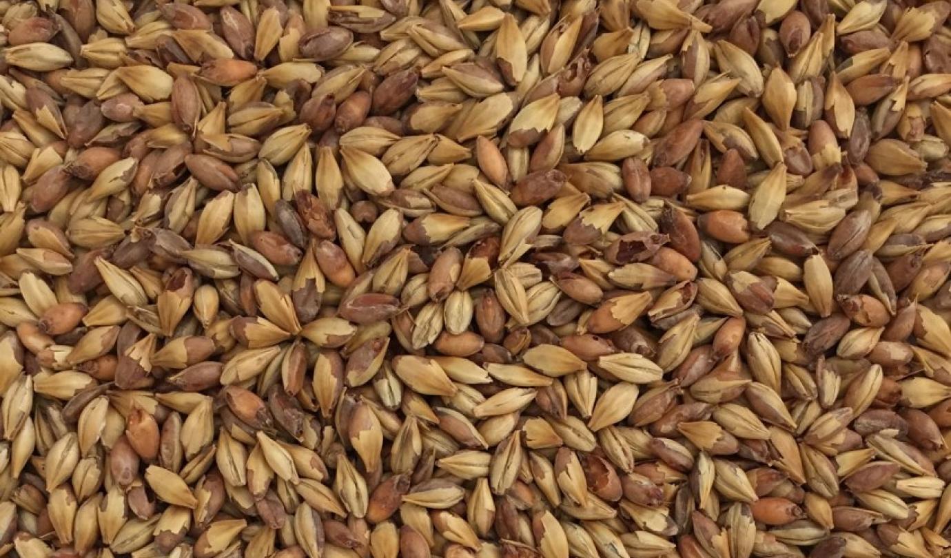 Caramel malt 120 Malteurop